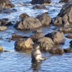 Galapagos