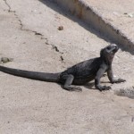 Galapagos