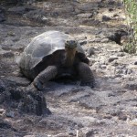Galapagos